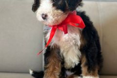 tina-bernedoodle-female-standard-size-2.5-months-classic-tricolour-vaccinated-potty-crate-trained-8