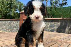 tina-bernedoodle-female-standard-size-2.5-months-classic-tricolour-vaccinated-potty-crate-trained-9