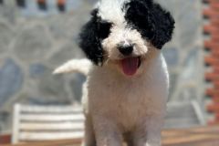 yin-yang-standard-poodle-male-standard-size-3-months-black-white-bicolour-vaccinated-potty-crate-trained-2