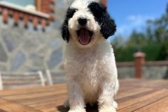 yin-yang-standard-poodle-male-standard-size-3-months-black-white-bicolour-vaccinated-potty-crate-trained-3