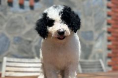 yin-yang-standard-poodle-male-standard-size-3-months-black-white-bicolour-vaccinated-potty-crate-trained-4