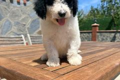 yin-yang-standard-poodle-male-standard-size-3-months-black-white-bicolour-vaccinated-potty-crate-trained-5