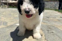 yin-yang-standard-poodle-male-standard-size-3-months-black-white-bicolour-vaccinated-potty-crate-trained-6