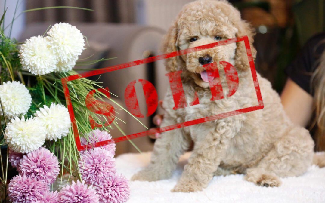 Labradoodle, Male, Cream Colour — SOLD