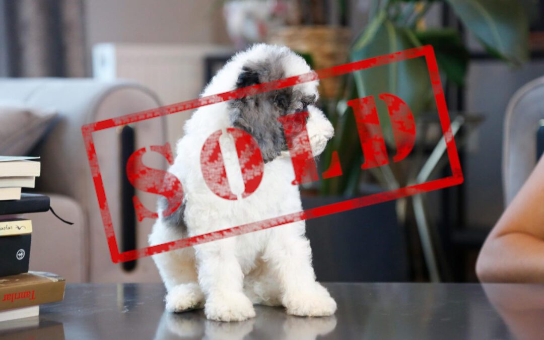 Silver Particolour Labradoodle, Blue Eye — SOLD