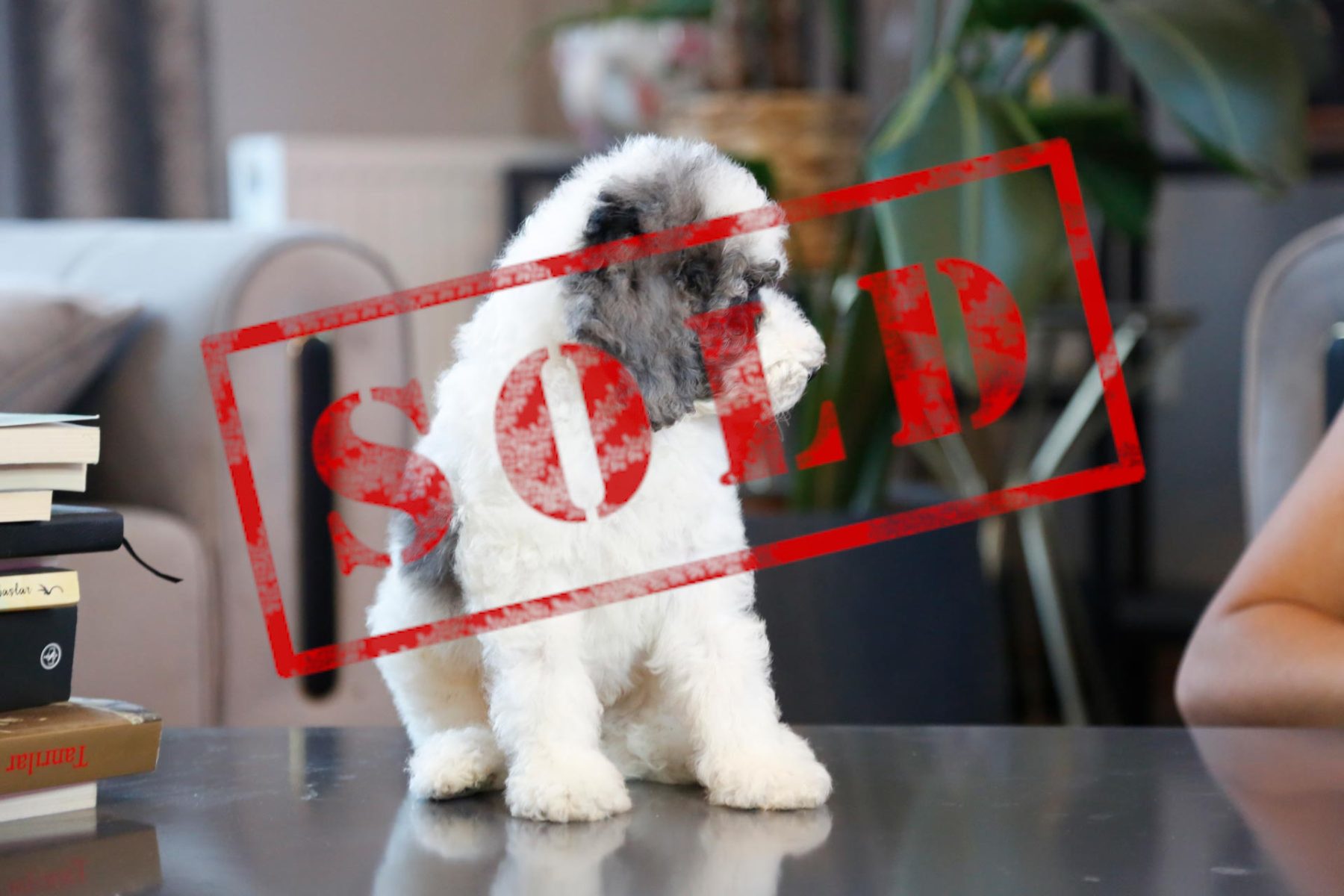 Silver particolour Labradoodle on a table with a red 'SOLD' stamp over the image