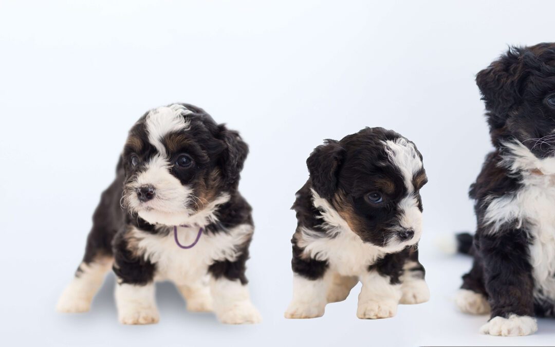 Explaining The Aussiedoodle