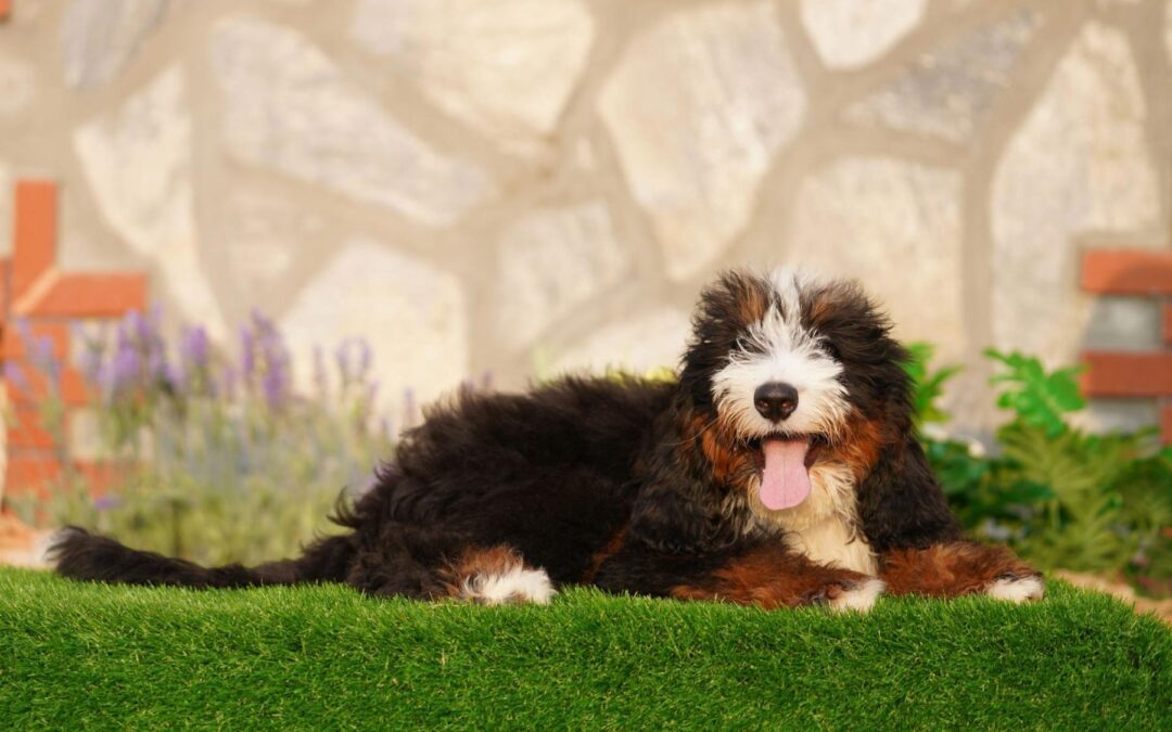 Short-Legged Dog Breeds