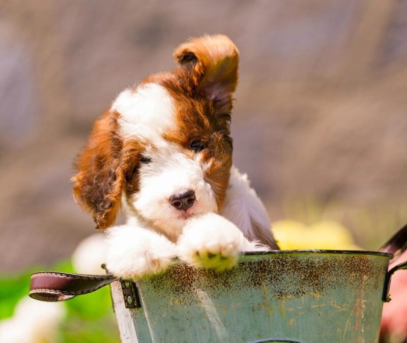 The Goldendoodle