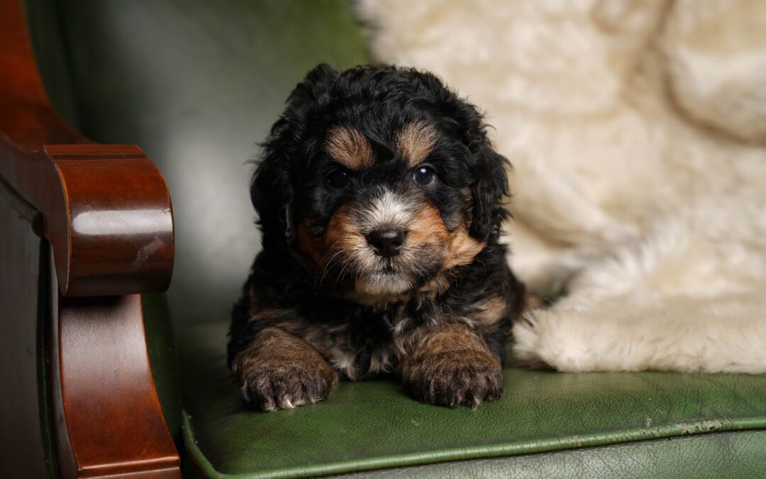 How to Prepare Your Home for a New Dog: 5 Easy Steps