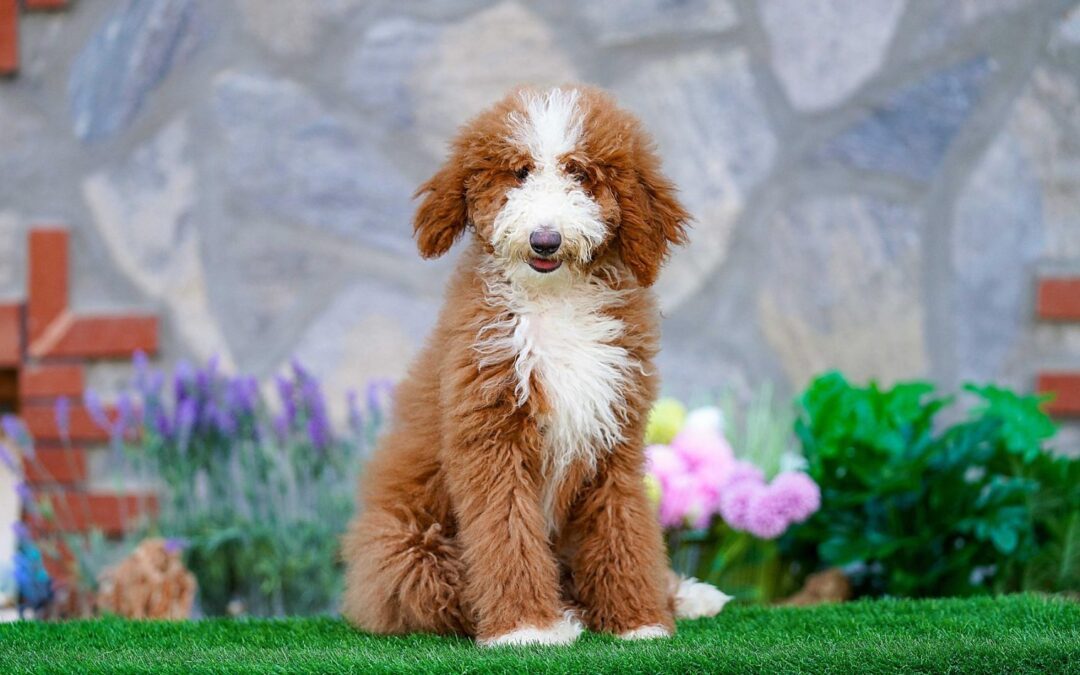 Giant Poodle