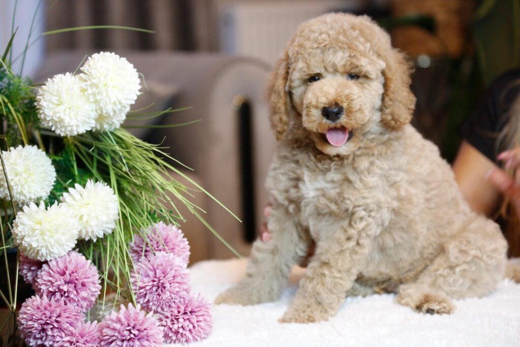 Cremefarbener, männlicher Labradoodle Welpe neben einem Blumenstrauß