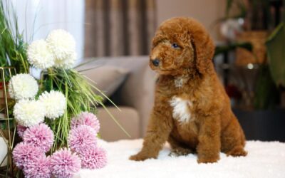 Labradoodle, Male, Red & Brown Colour, 0623-1510