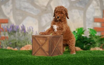 Labradoodle, Male, Red -Brown Colour, Standart Size, 2 Months, 0723-01