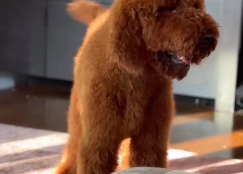 Giant Toy Poodle Puppies