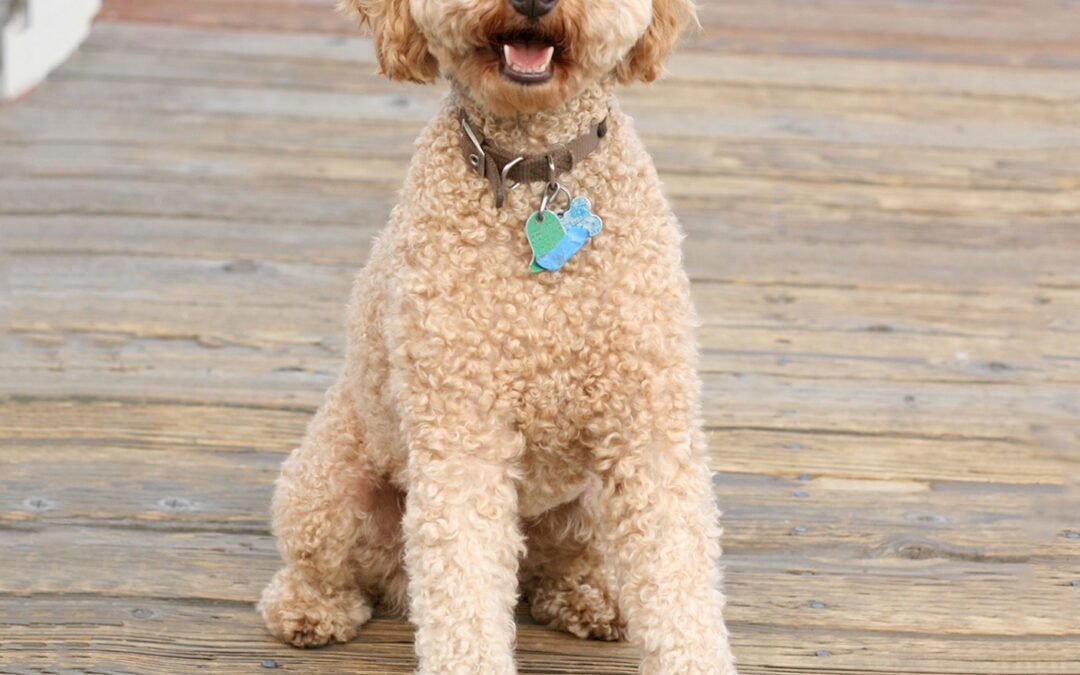 Labradoodle Puppies