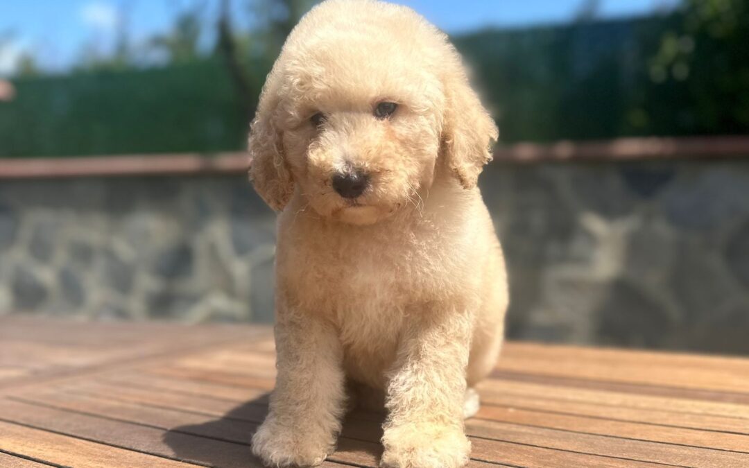 Goldendoodle Puppies