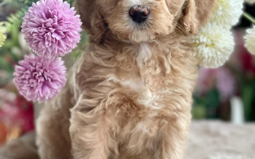 Bella – Apricot Goldendoodle