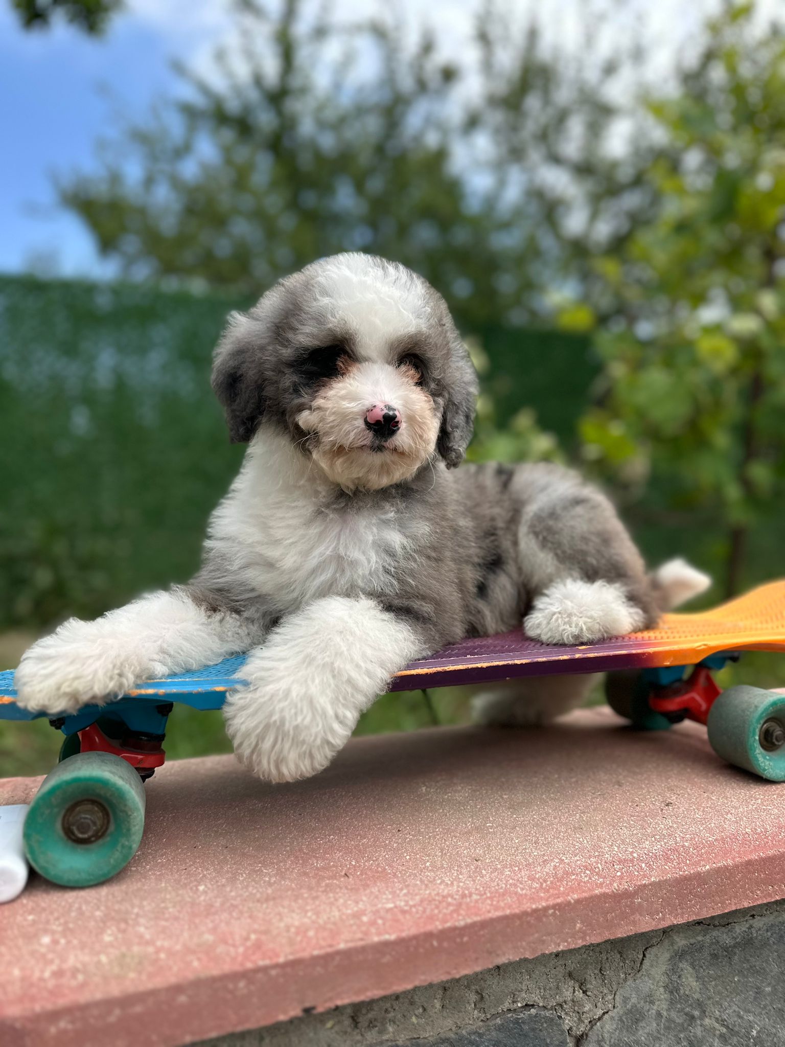 bernedoodle-mini-size-puppy-blue-merle-female-skateboard-4