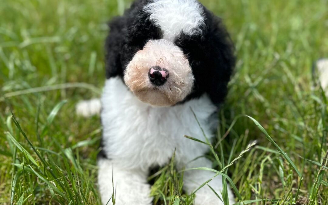 Michael — Black and White Particolour Labradoodle