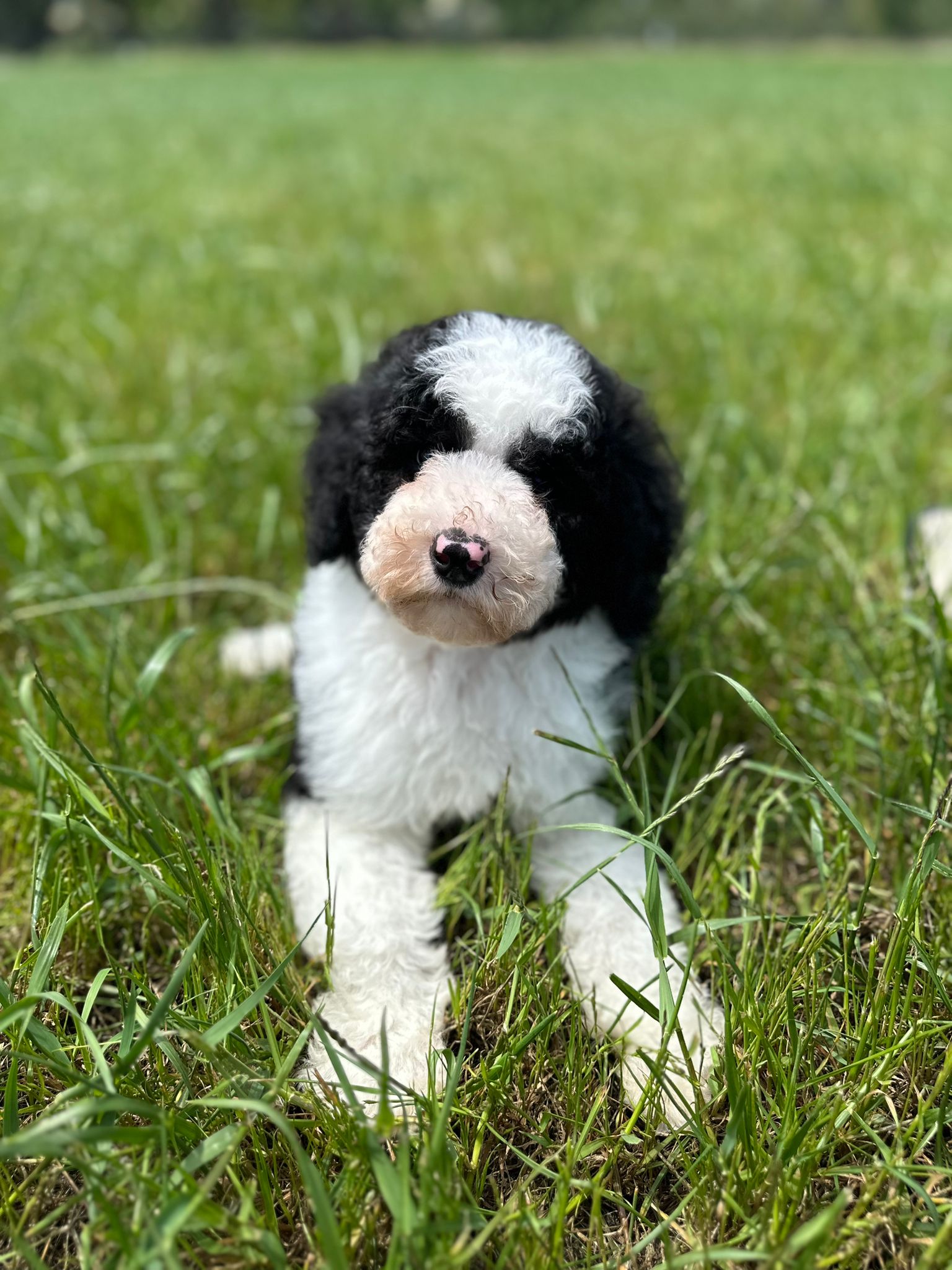Michael the black and white particolour Labradoodle lay in the grass looking at the camera