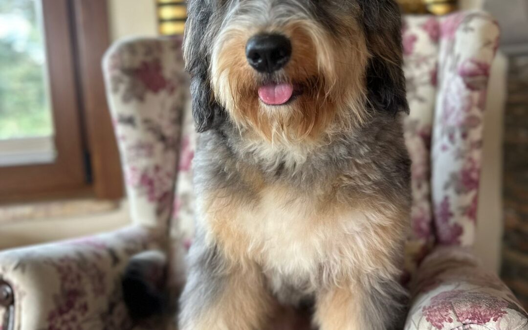 Odin — Blue Merle Phantom Bernedoodle