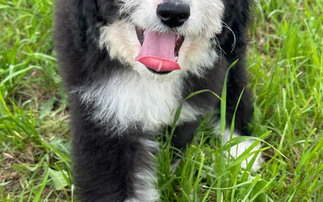 Samson — Black and White Bicolour Bernedoodle
