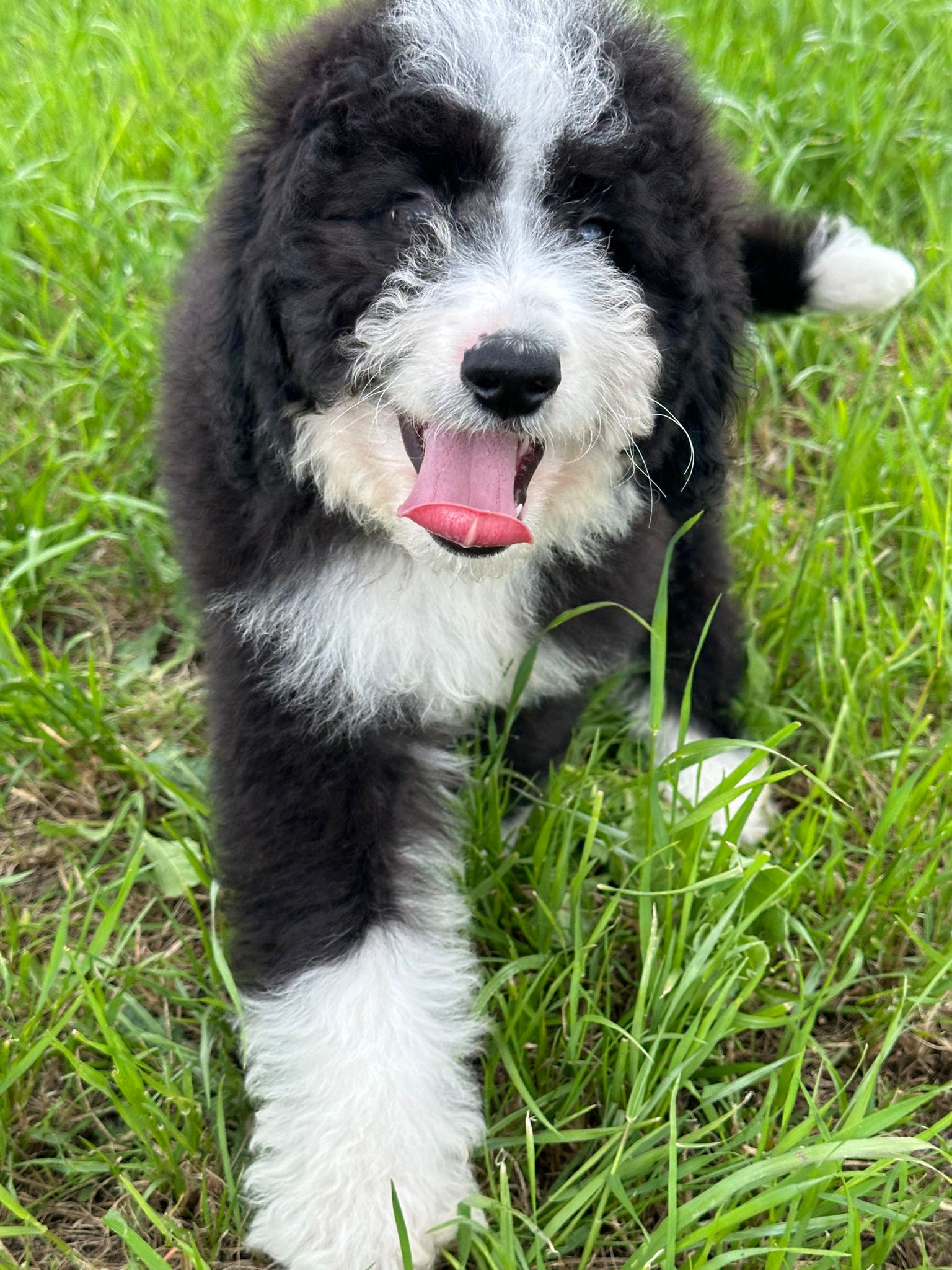 Samson the black and white bicolour Bernedoodle walking in long grass with his tongue out