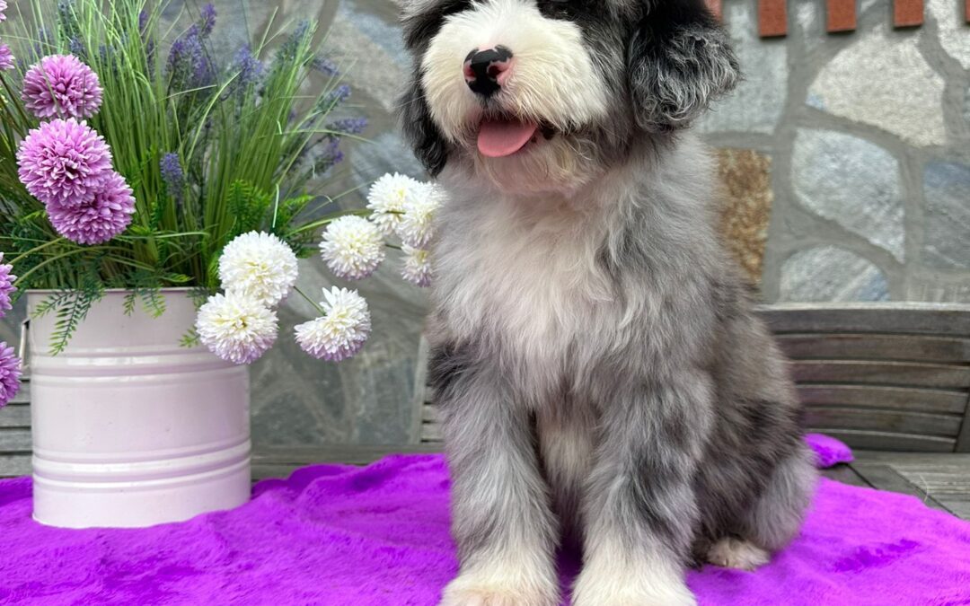 Bernedoodle مقابل Aussiedoodle: الاختلافات الرئيسية التي يجب أن يعرفها المالكون