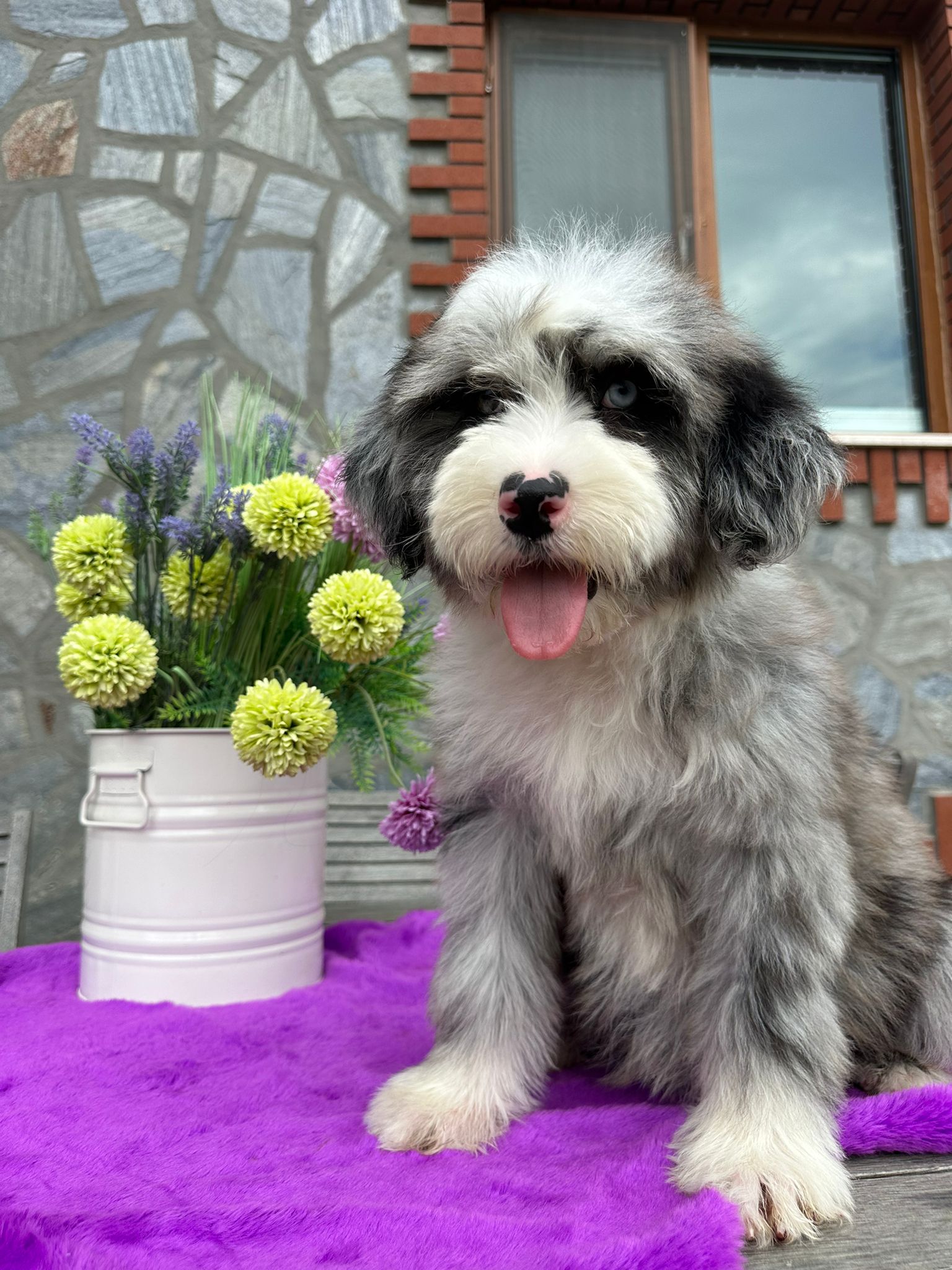 Blauäugiger Aussiedoodle-Welpe mit heraushängender Zunge sitzt auf einem lila Teppich neben einem Blumenstrauß