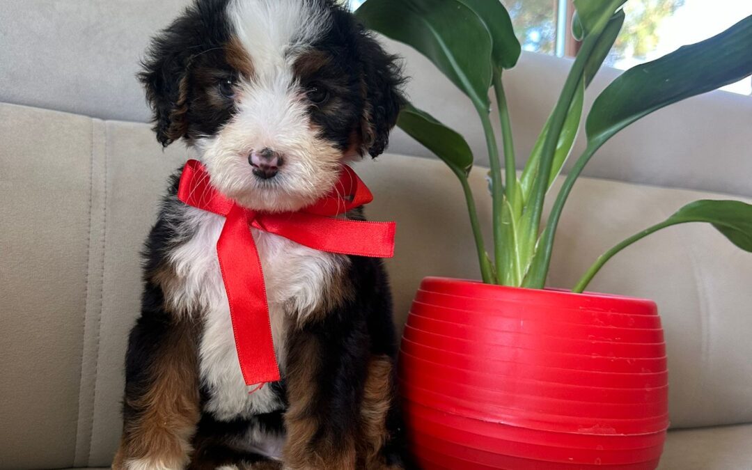 Tina — Classic Tricolour Bernedoodle