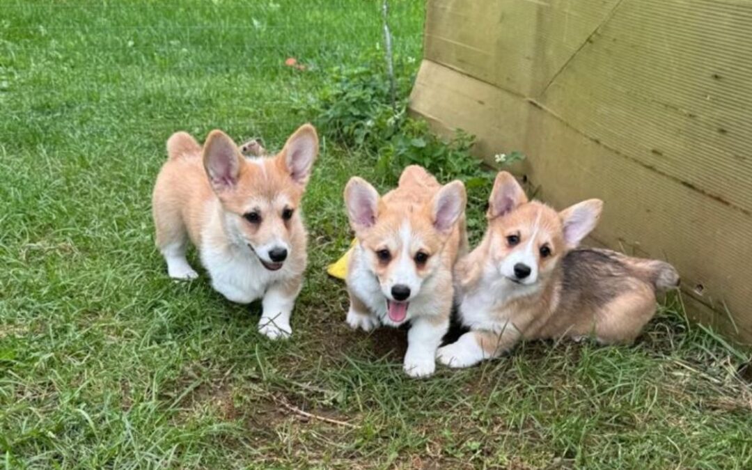 Leo, Max & Zoe — Pembroke Welsh Corgi Puppies