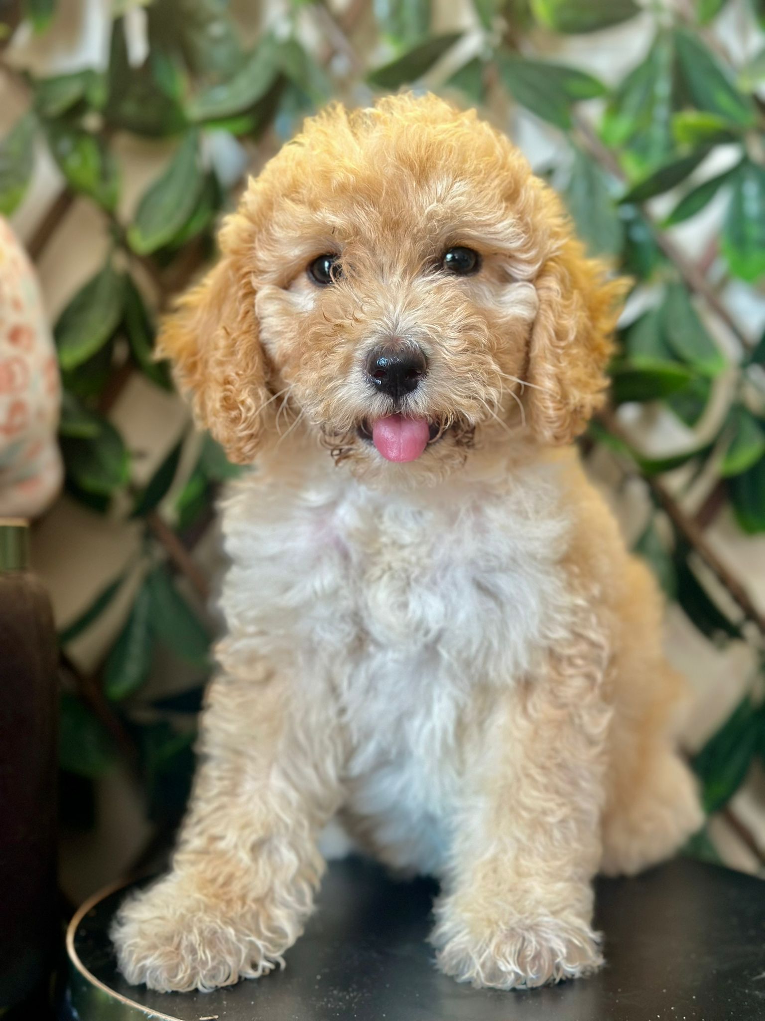 Goldendoodle puppy sat on a black stand in front of a wall covered in climbing vines.