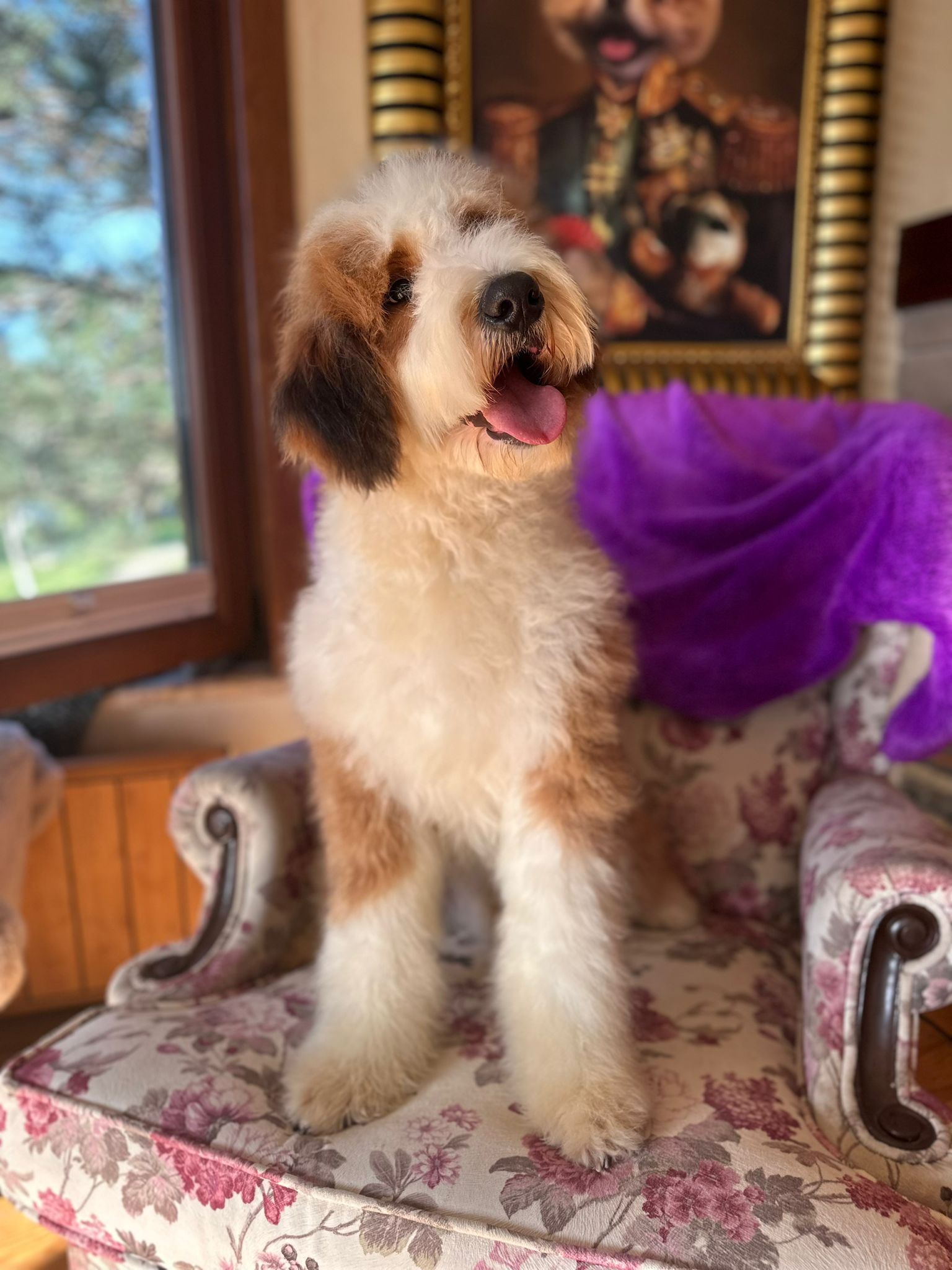Red and white Bernedoodle sat on a floral-upholstered chair with a purple blanker draped over the back behind the dog.