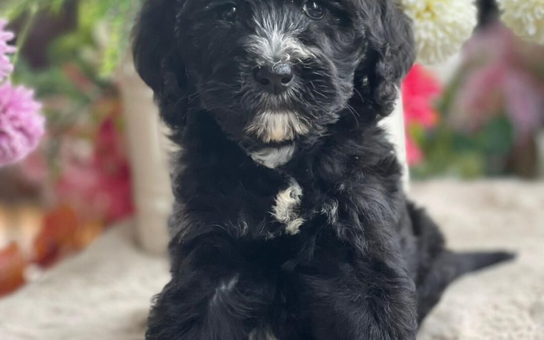 Berlin — Black Bernedoodle with White Markings
