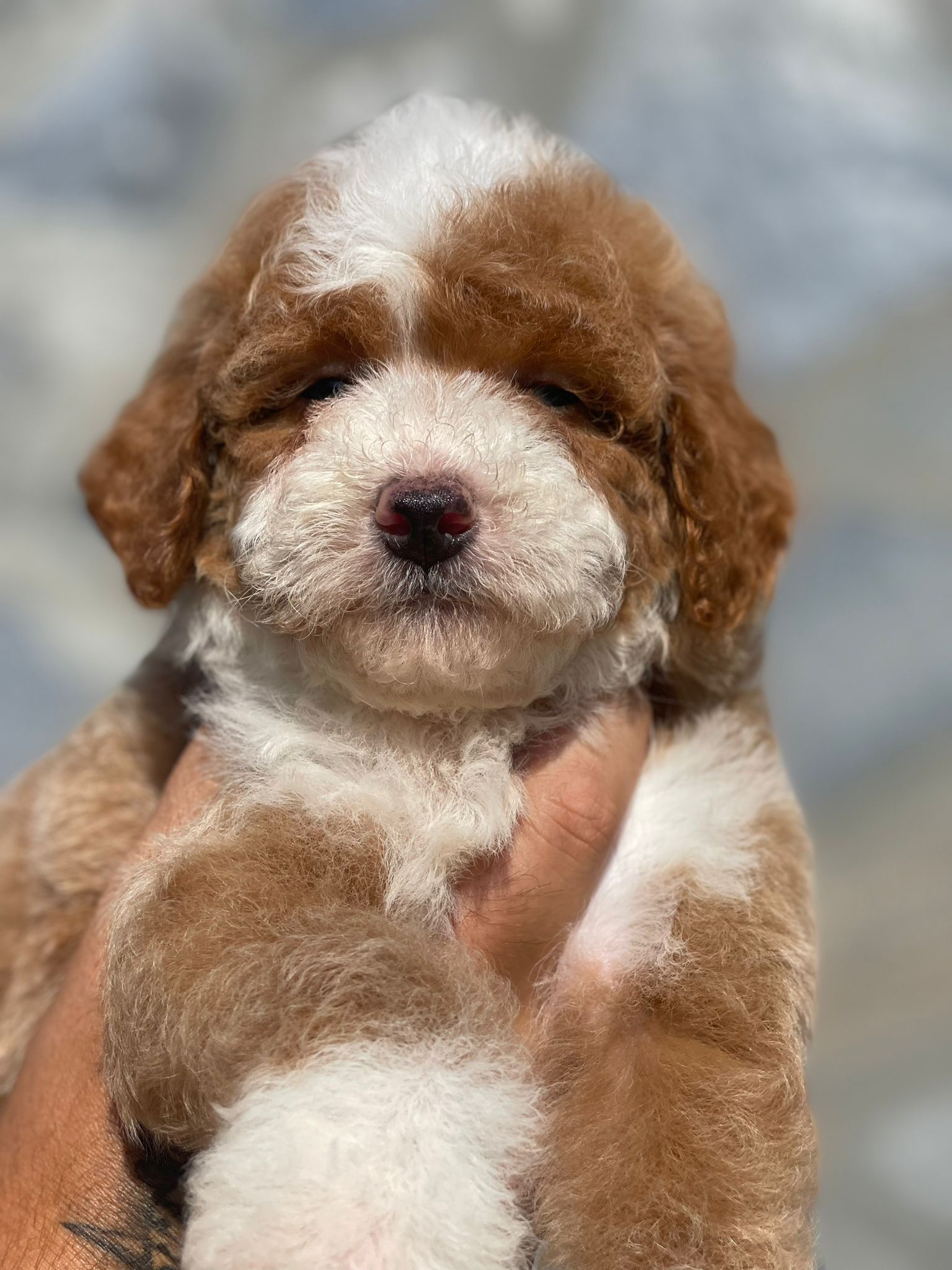 bernedoodle-mini-size-puppy-red-brown-white-tricolour-blue-eyed-male-2-months Mini-sized, red, brown and white tricolour Bernedoodle puppy