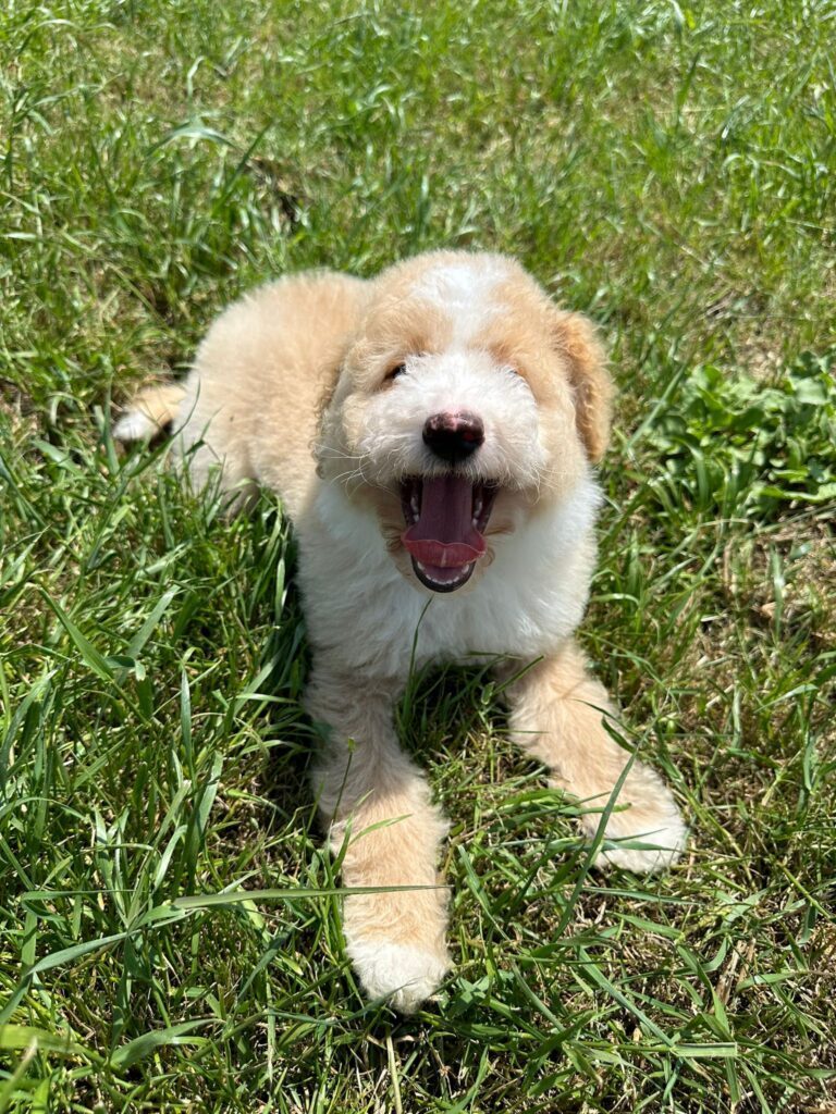 Poodle Puppy Teething Timeline: When Do They Lose Their Baby Teeth ...