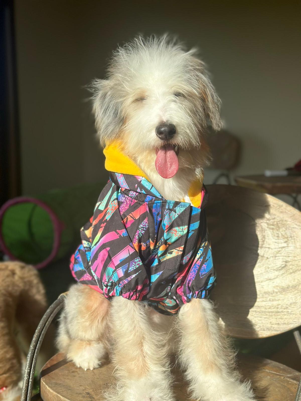 Merle tricolour Bernedoodle sat on a chair, wearing a multicoloured, 80's-style shell suit jacket.