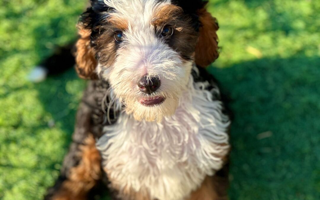 Daisy — Tricolour Bernedoodle