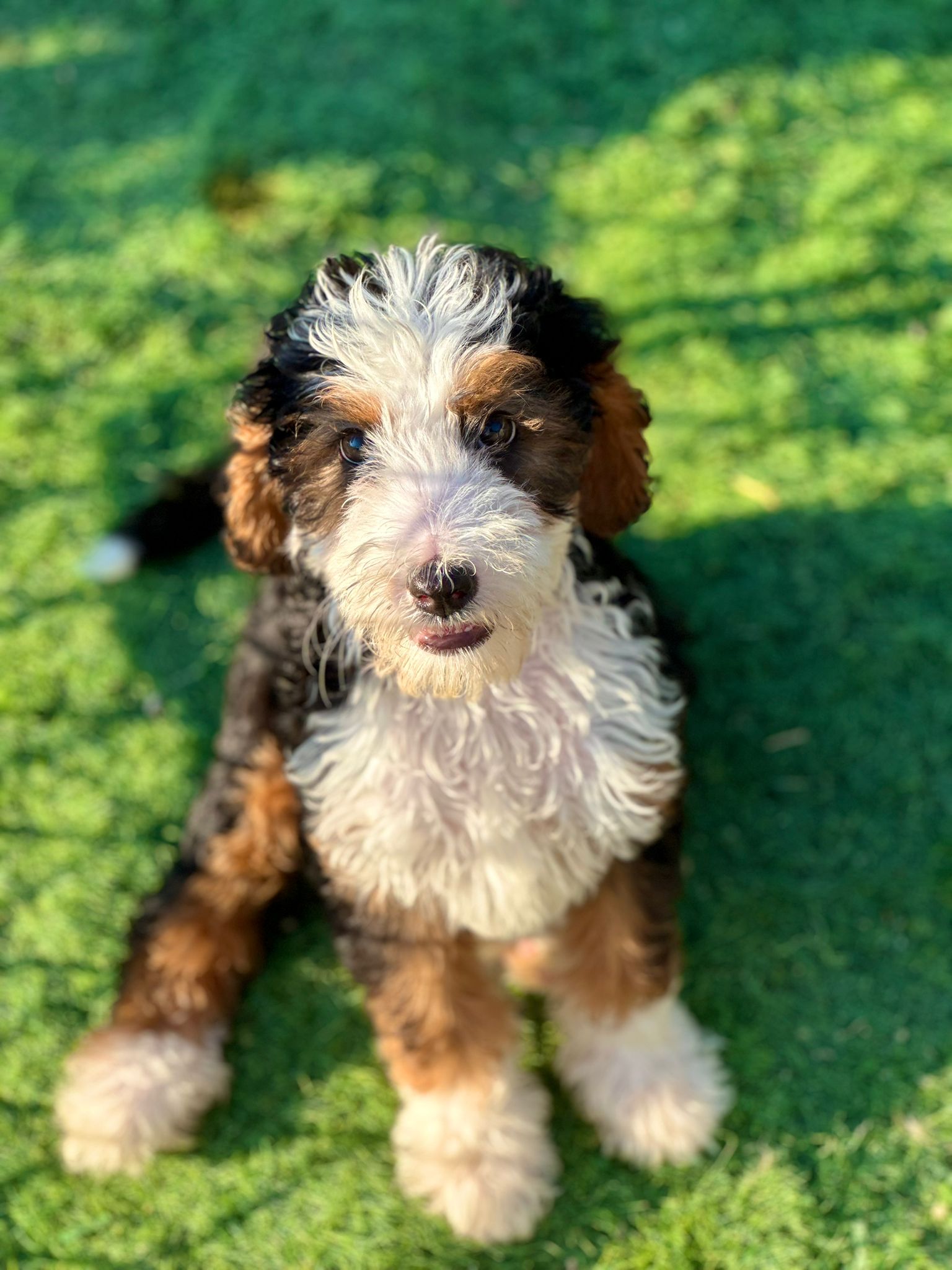 Tricolour Bernedoodle on a lawn, looking up to the camera.