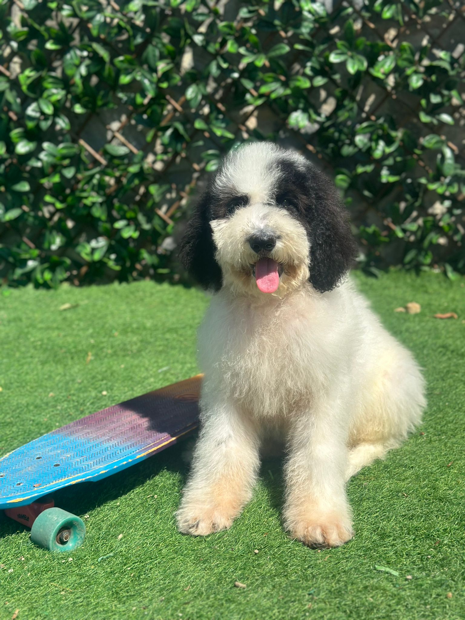 Black and white Standard Poodle on a lawn sat next to a skateboard.