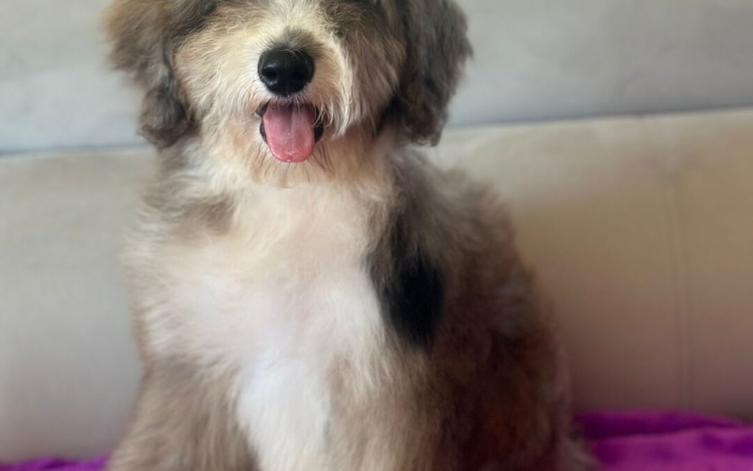 Fiona — Blue Merle and White Bernedoodle