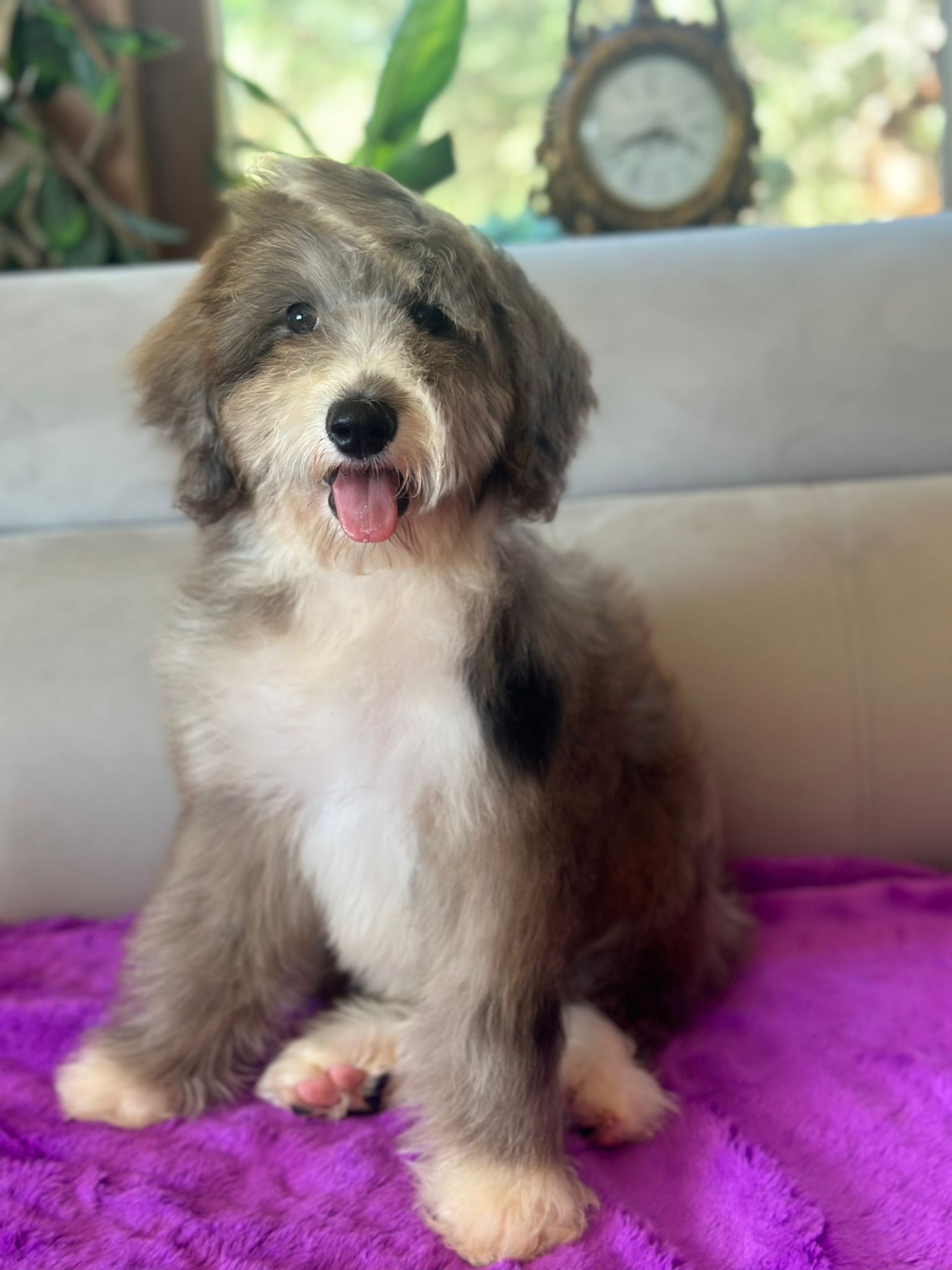 Blue merle and white Bernedoodle sat on a purple fur blanket on a cream sofa
