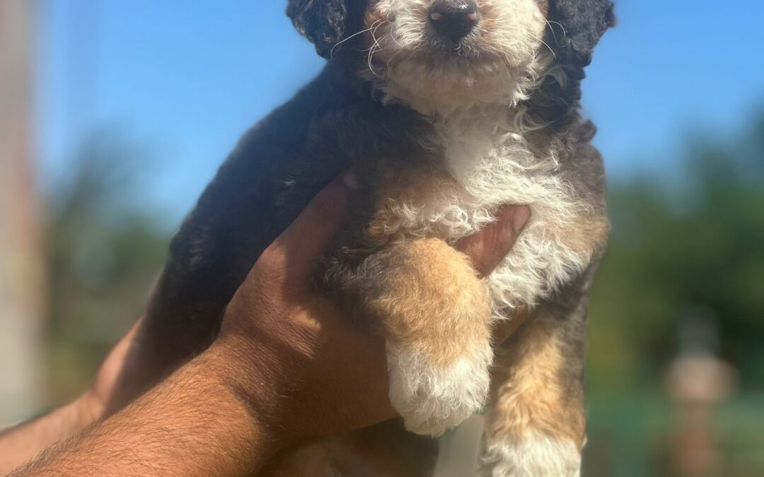 Kelvin — Blue Merle Tricolour Bernedoodle