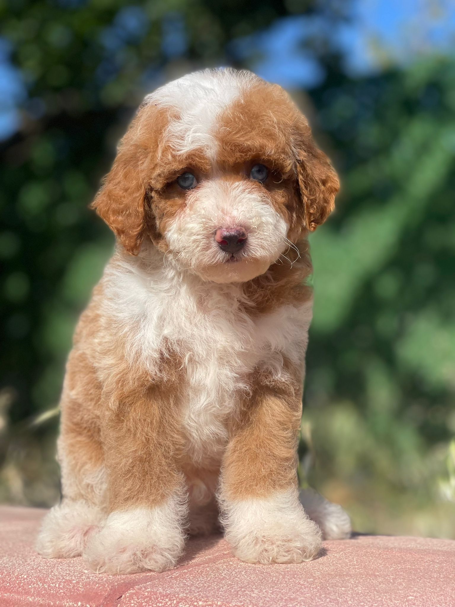 Blue eyed, red and white particolour Bernedoodle sat on a wall in the sunlight.