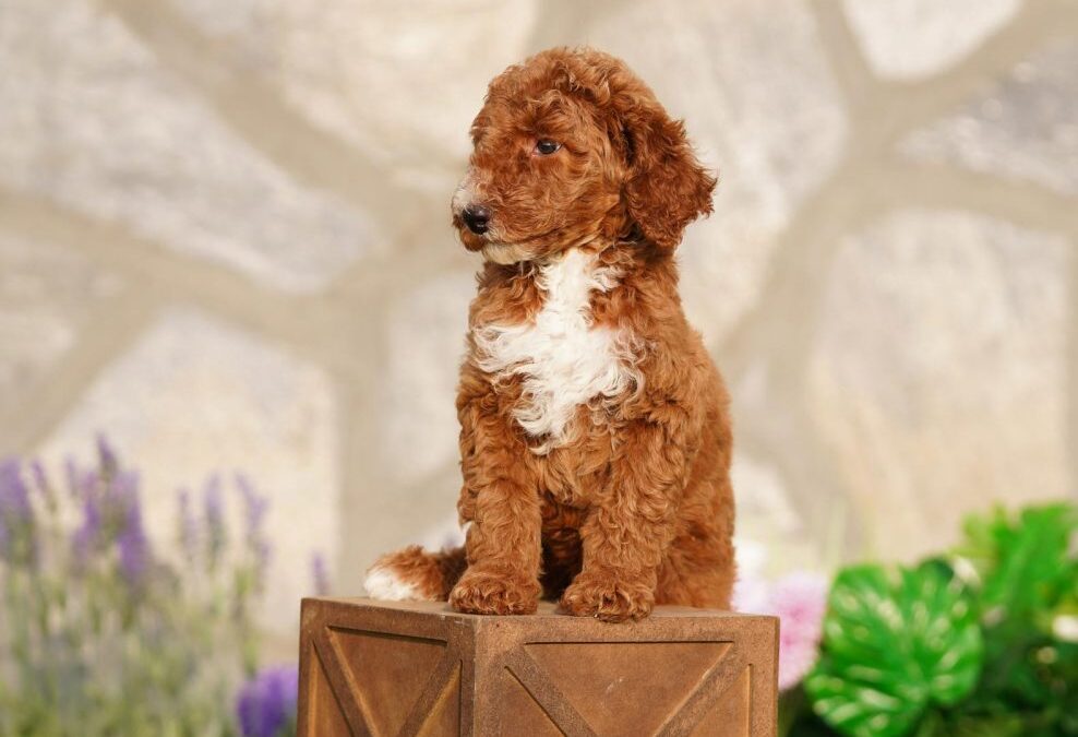 Roter Labradoodle, Standardgröße