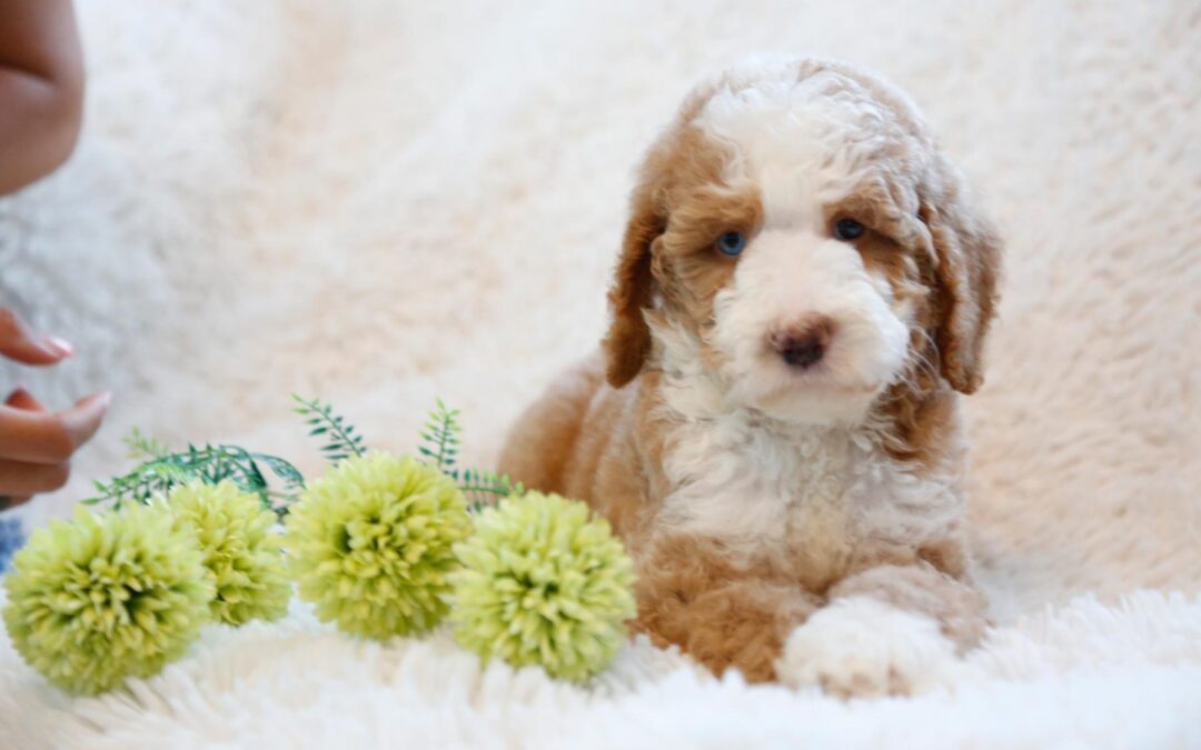 Azure — Particolour Labradoodle, One Blue Eye