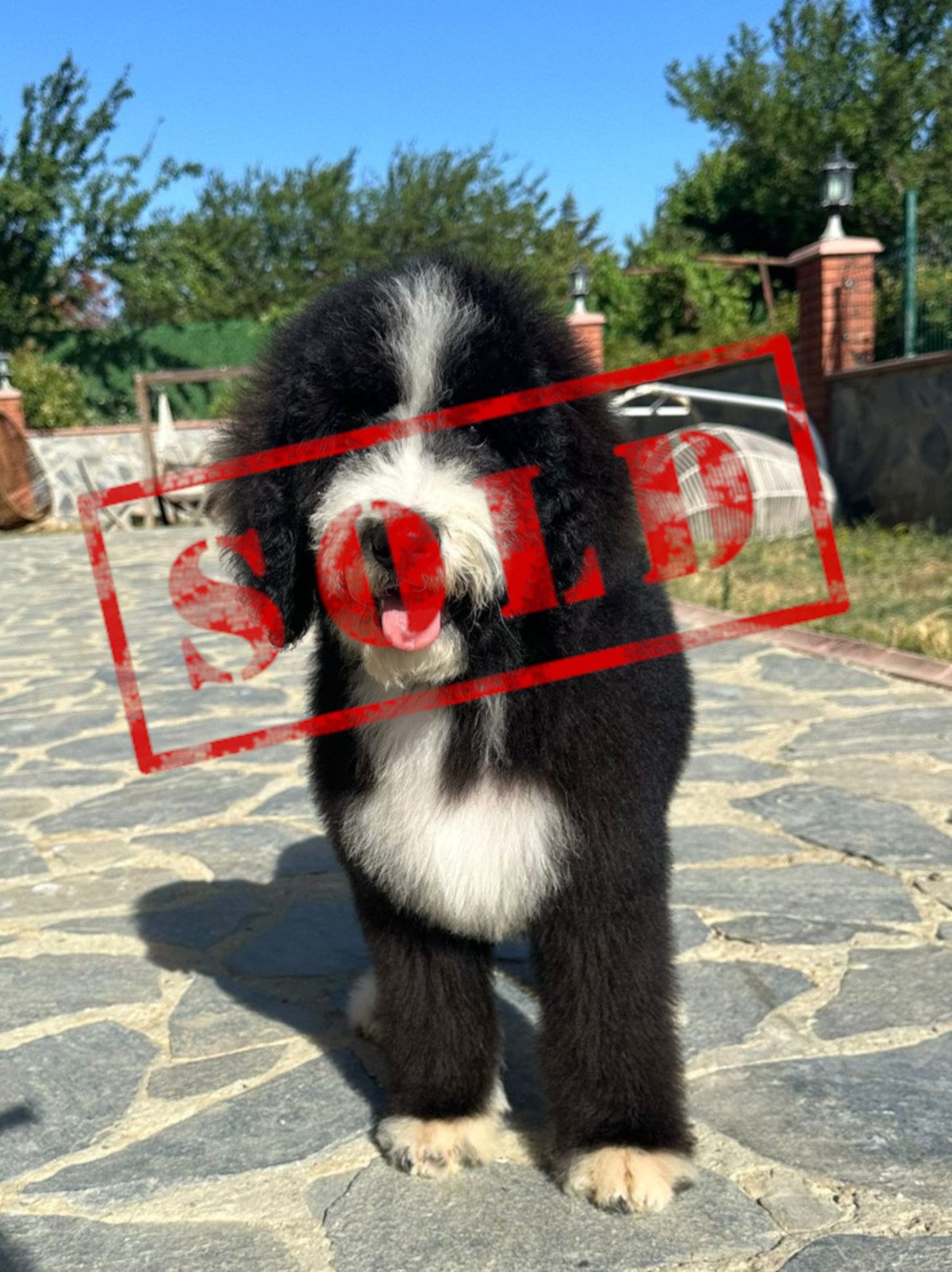 Black and white bicolour Bernedoodle stood on a stone patio in the sun with blue sky and green trees in the background 