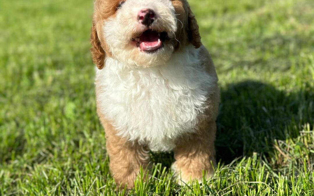 Rainy — Red and White Particolour Labradoodle