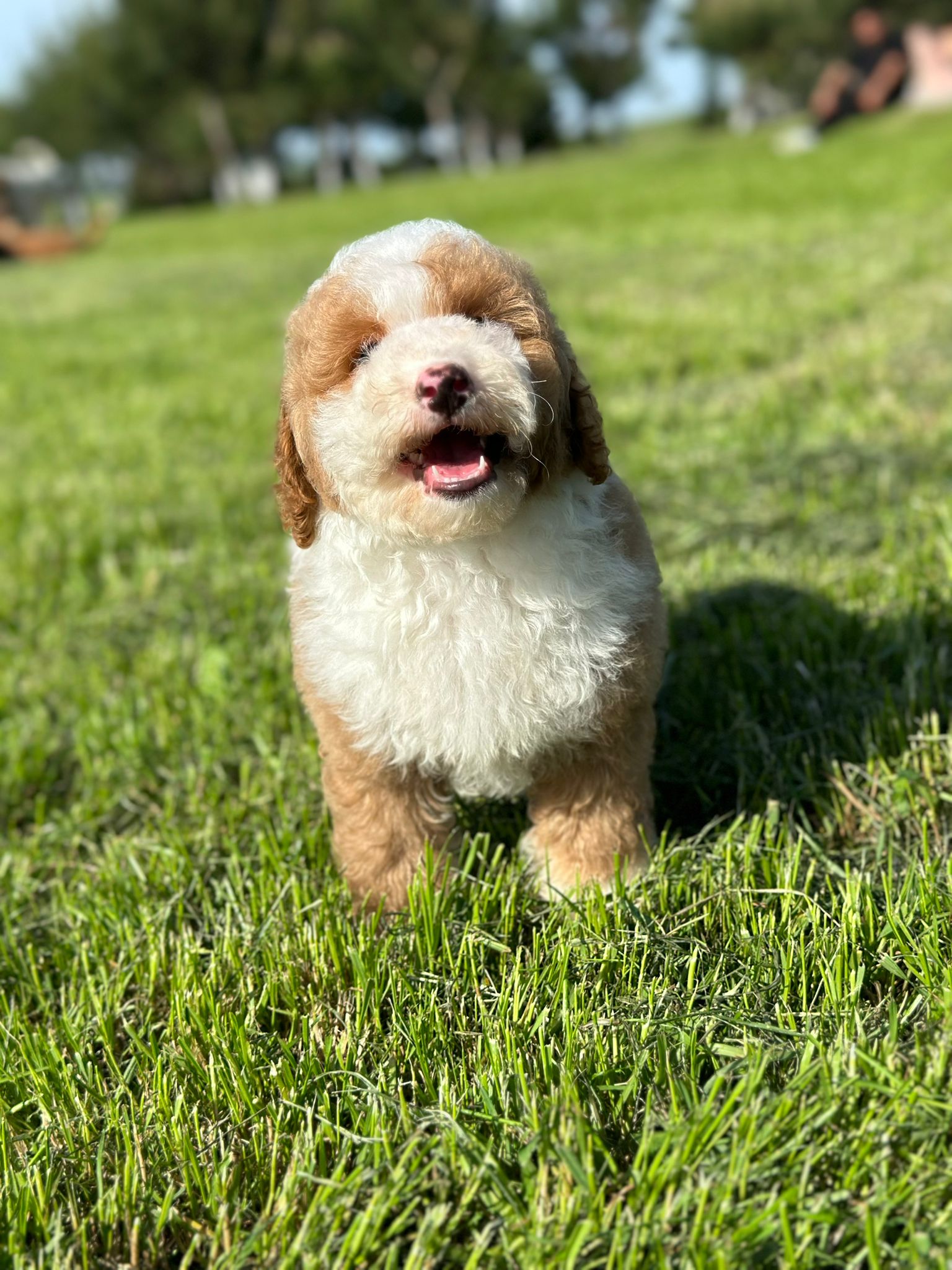 Red and white particolour Labradoodle stood on a lawn looking at the camera